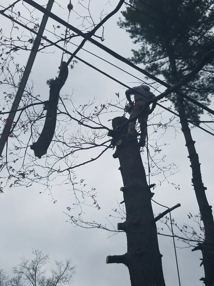 Top-rated lawn mowing service in Saint Peters, MO by Mathias Precision Tree Service