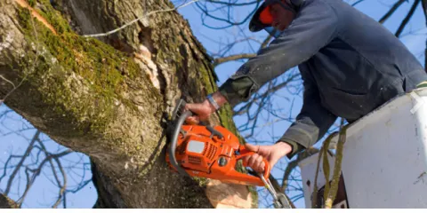 Expert yard maintenance in Saint Peters, MO - Mathias Precision Tree Service