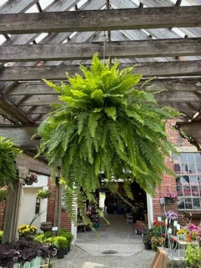 Expert landscaping services for beautiful yards in Shelbyville, IN by Mathies Landscaping