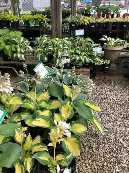 Local landscaping services for beautiful yards in Shelbyville, IN by Mathies Landscaping