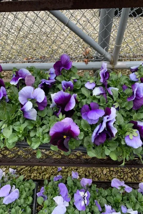 Professional residential landscaping in Shelbyville, IN by Mathies Landscaping