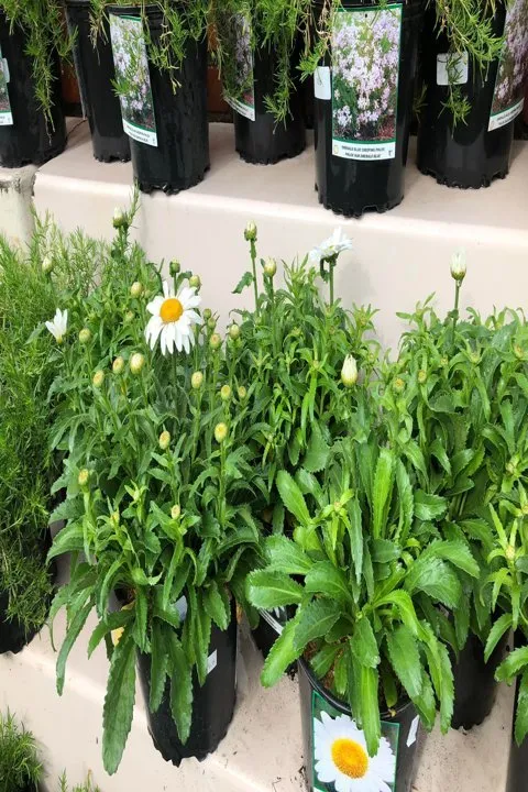 Local lawn care service in Shelbyville, IN by Mathies Landscaping