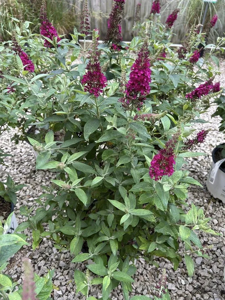 Custom landscape installation for residential properties across Shelbyville, IN - Mathies Landscaping