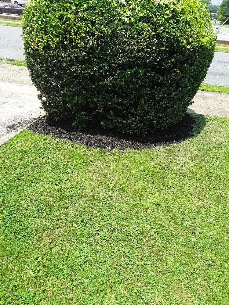Trusted yard maintenance experts serving Rome, GA - Mathis Lawncare & Maintenance