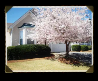 Reliable lawn mowing service with custom design in Newnan, GA by Mathis Outdoors