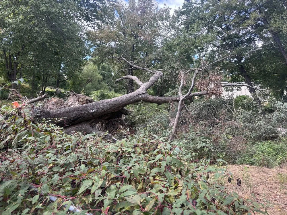 Custom landscape design for homes across Spartanburg, SC - Mathis Tree & Land Solutions