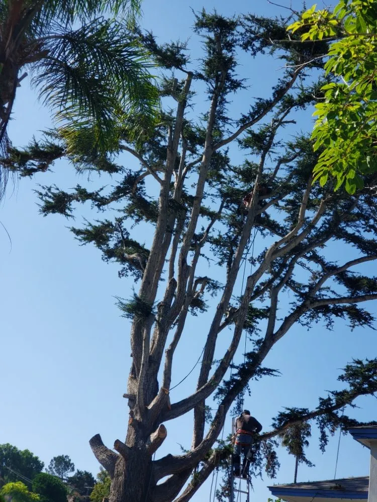 Professional lawn mowing service for residential properties across Escondido, CA - Matias Gonzalez Landscape