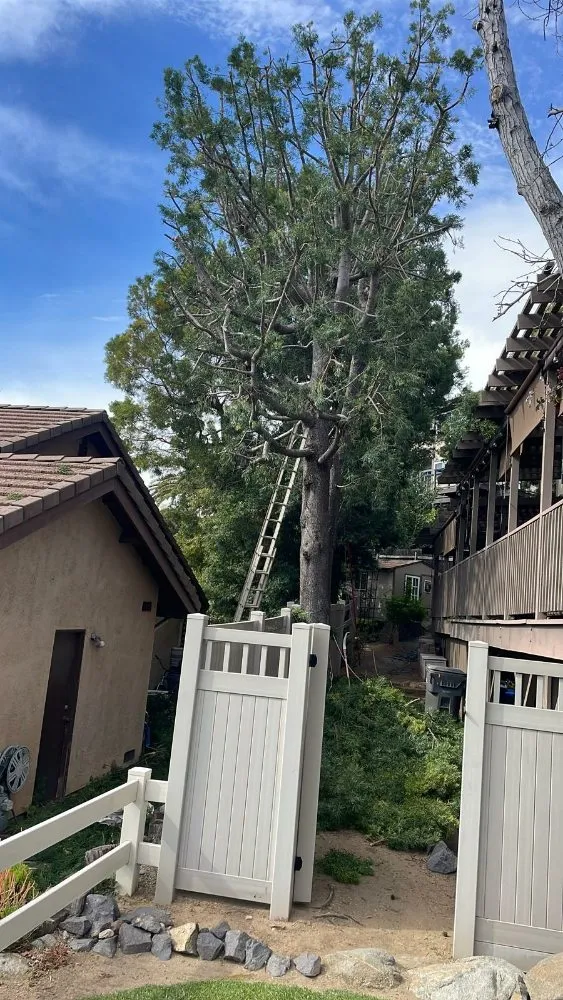 Local landscape design in Escondido, CA by Matias Gonzalez Landscape