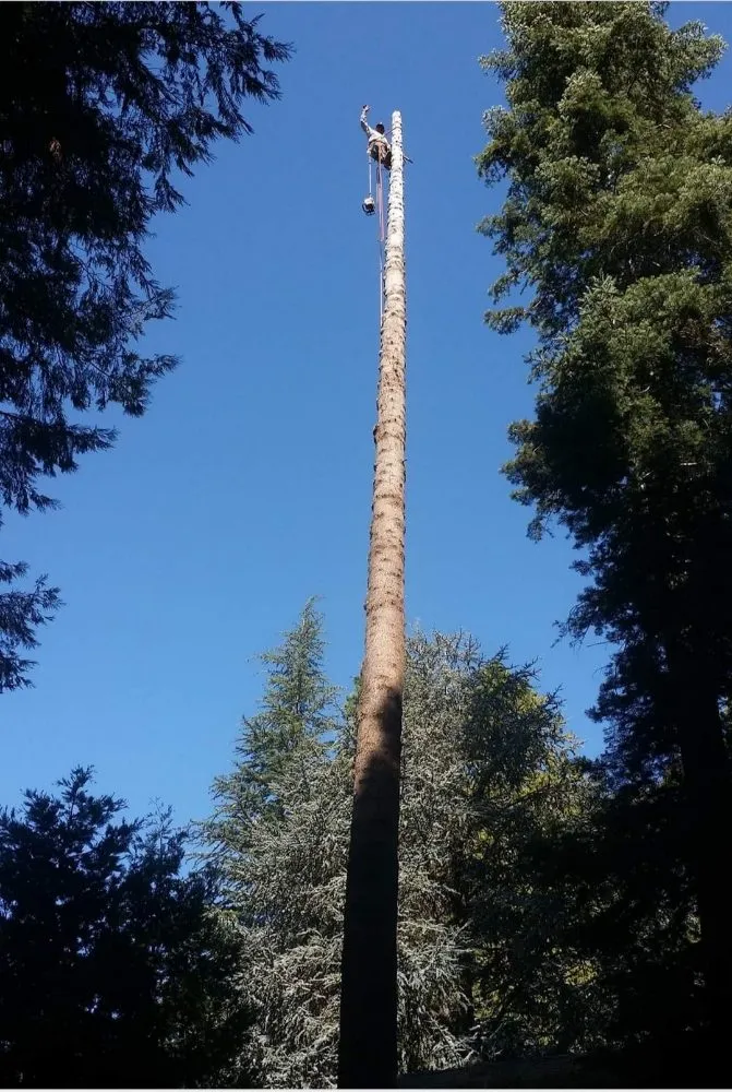 Local landscaping services for year-round maintenance in Rancho Cordova, CA by Matias Landscape