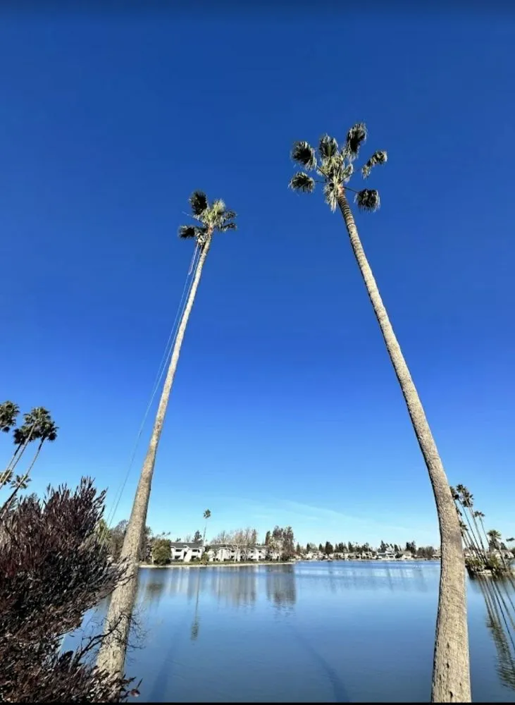 Expert yard cleanup service with custom design across Rancho Cordova, CA - Matias Landscape