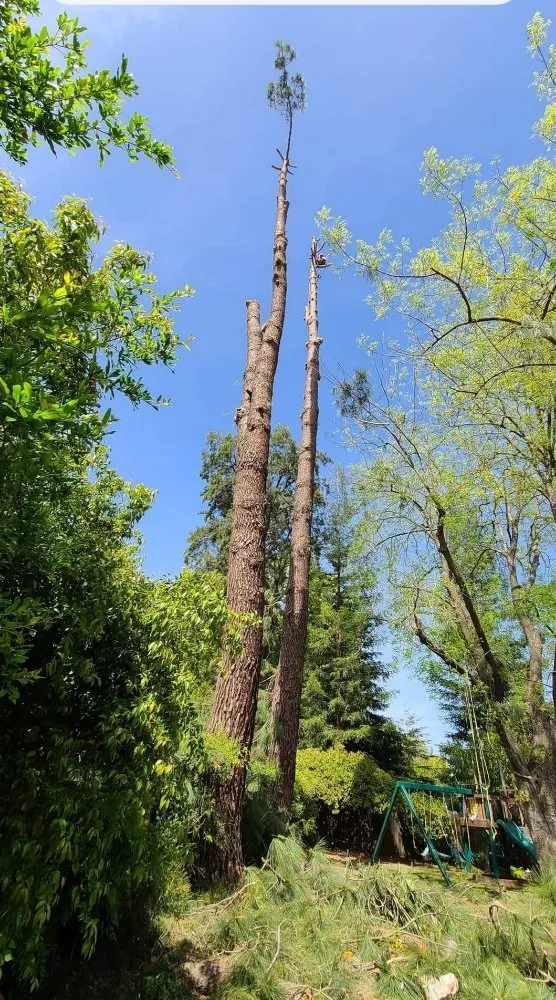 Affordable lawn care service in Rancho Cordova, CA by Matias Landscape