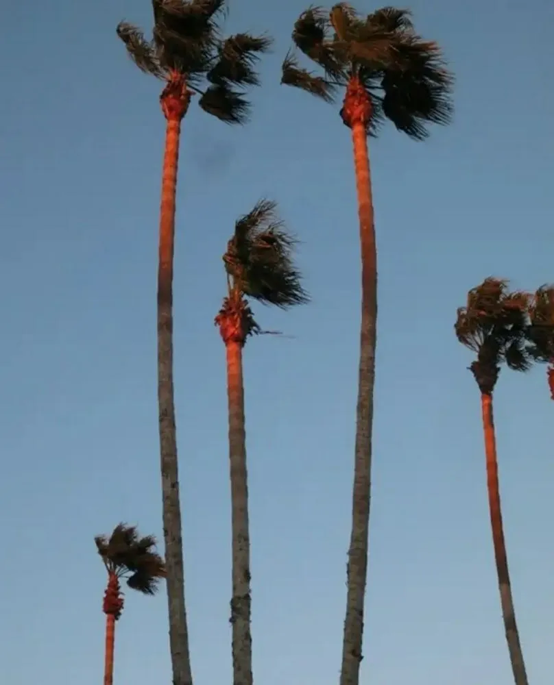 Custom yard cleanup service for homes in Rancho Cordova, CA by Matias Landscape