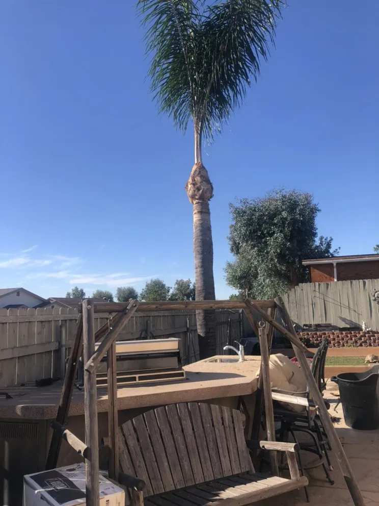 Trusted yard cleanup service in San Diego, CA by Matias Landscaping