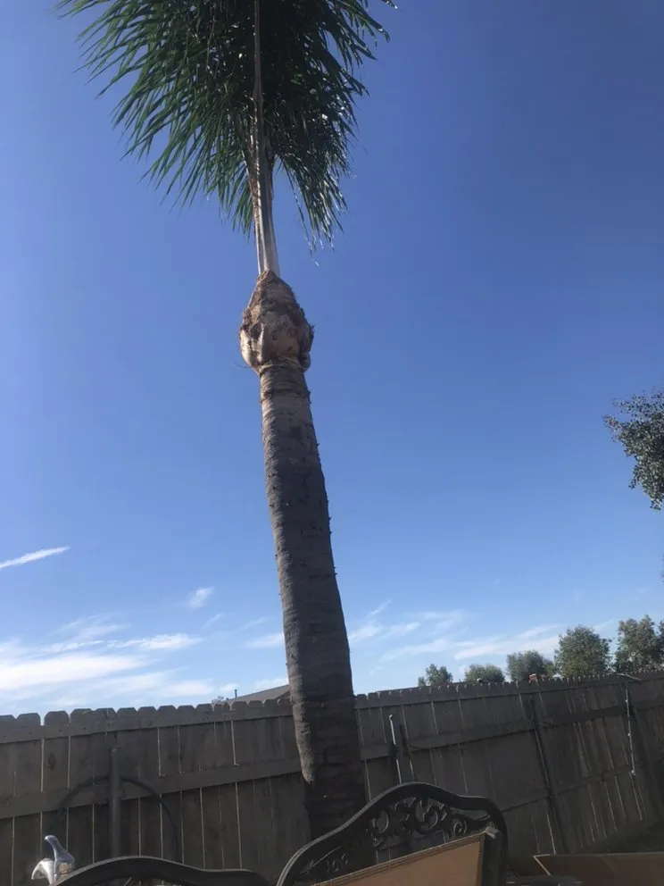 Trusted landscaping services for outdoor upgrades in San Diego, CA by Matias Landscaping