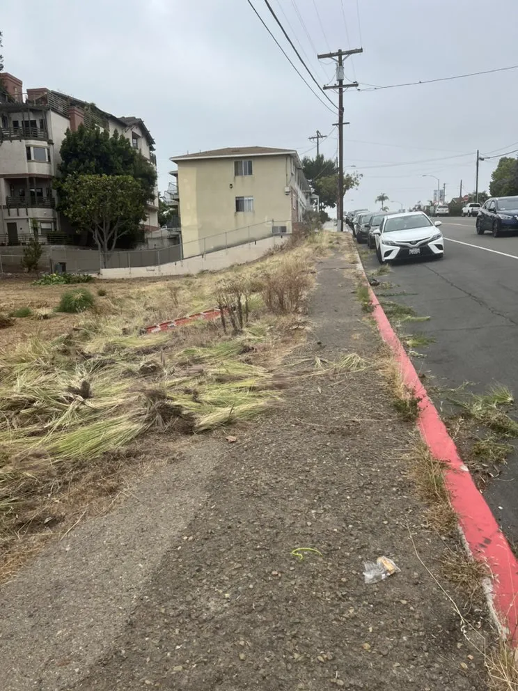 Local yard cleanup service in San Diego, CA by Matias Landscaping