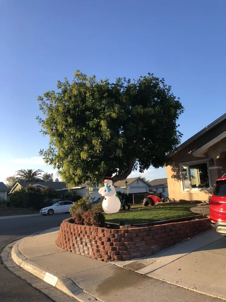 Reliable lawn care service near you in San Diego, CA by Matias Landscaping