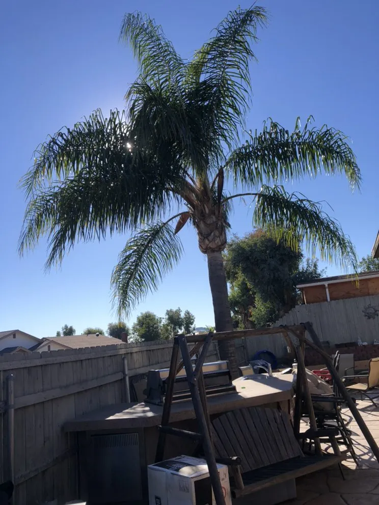 Local yard cleanup service for beautiful yards in San Diego, CA by Matias Landscaping