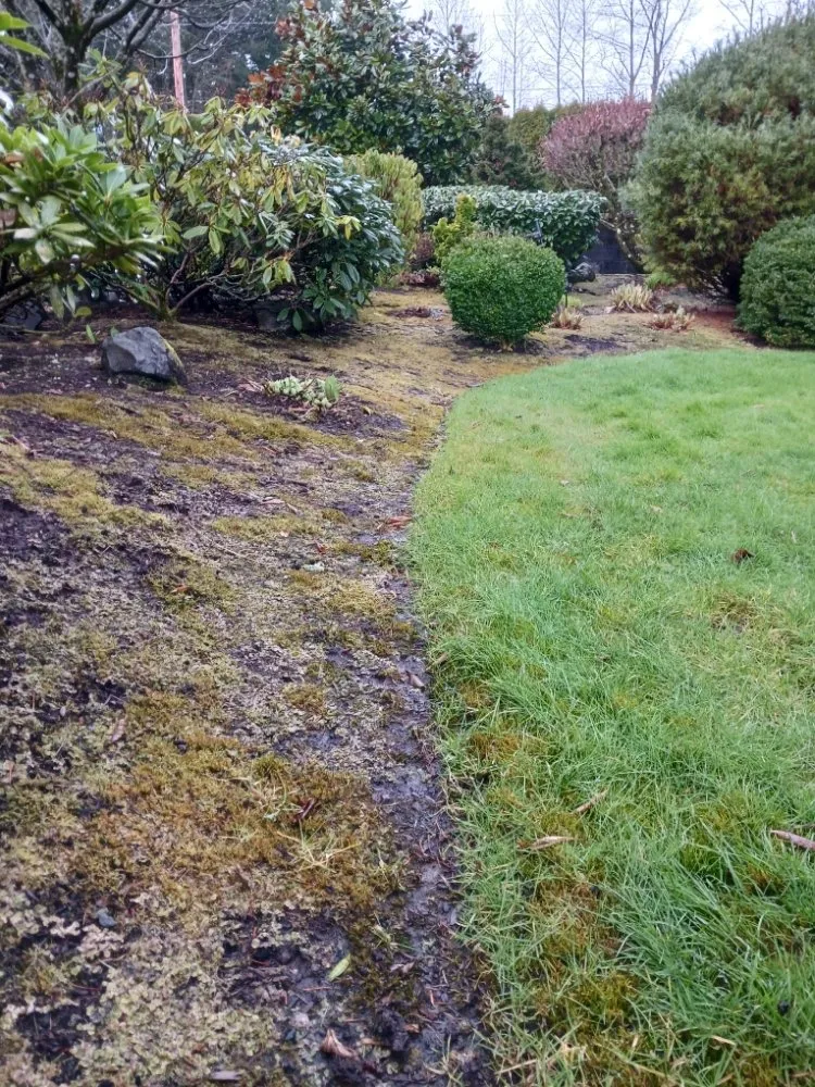 Reliable lawn care service near you in Shelton, WA by Matias Landscaping