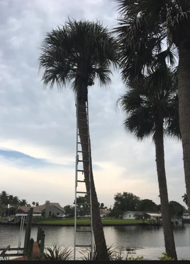 Professional lawn care service for beautiful yards across Fort Myers, FL - Matias Martin Palm Tree y Lawn Service