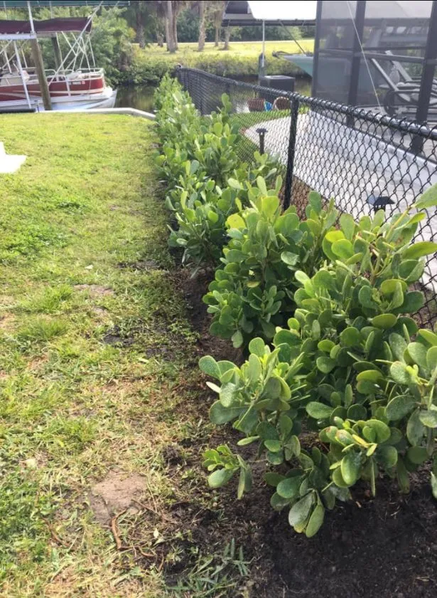 Expert landscaping services in Fort Myers, FL by Matias Martin Palm Tree y Lawn Service