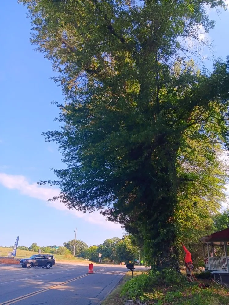 Top-rated yard cleanup service for year-round maintenance across Murrayville, GA - Matias