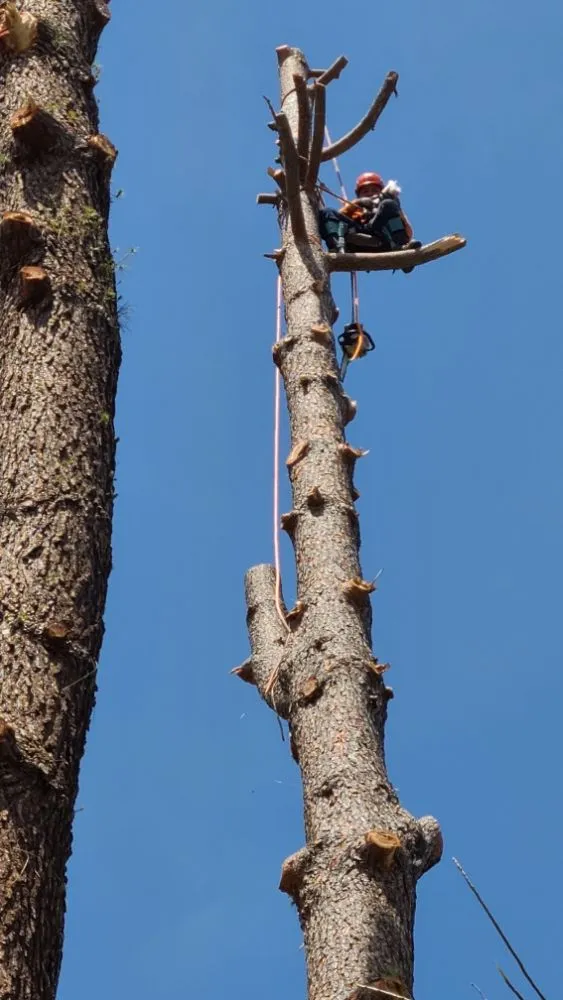 Trusted landscaping services in Sacramento, CA - Matias Tree Service & Landscape Contractor