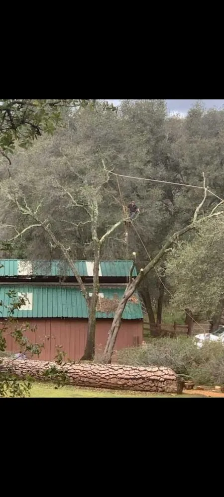 Custom yard maintenance for homes in Sacramento, CA by Matias Tree Service & Landscape Contractor