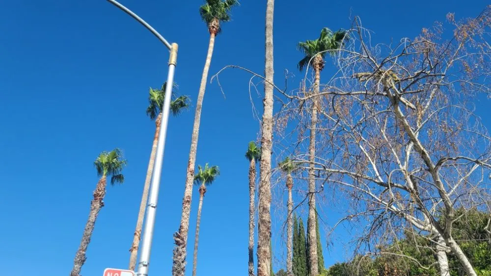 Professional outdoor landscaping for residential properties in Sacramento, CA by Matias Tree Service & Landscape Contractor