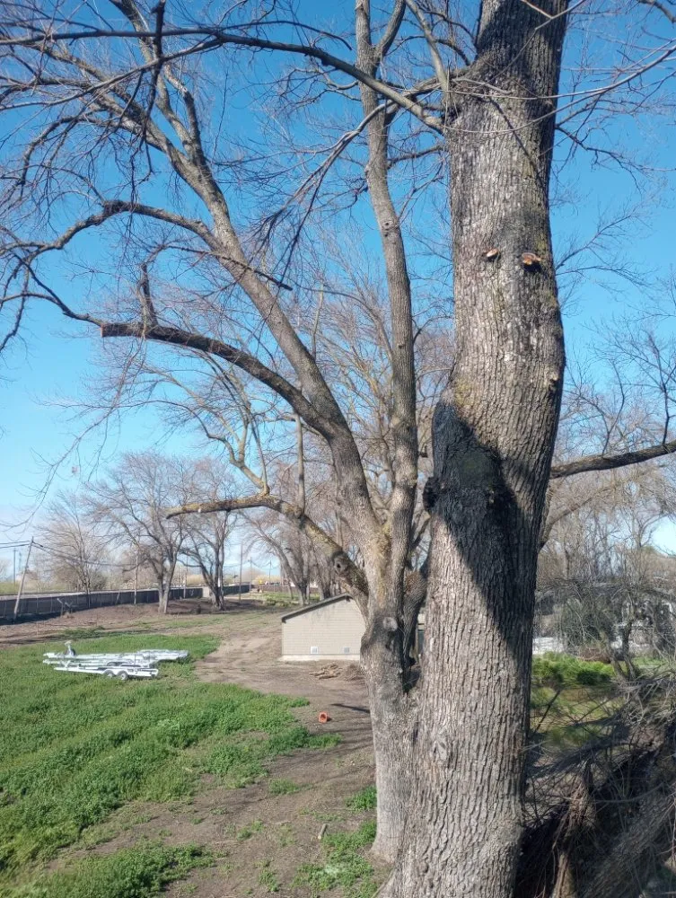 Custom lawn care service experts serving Sacramento, CA - Matias Tree Service & Landscape Contractor