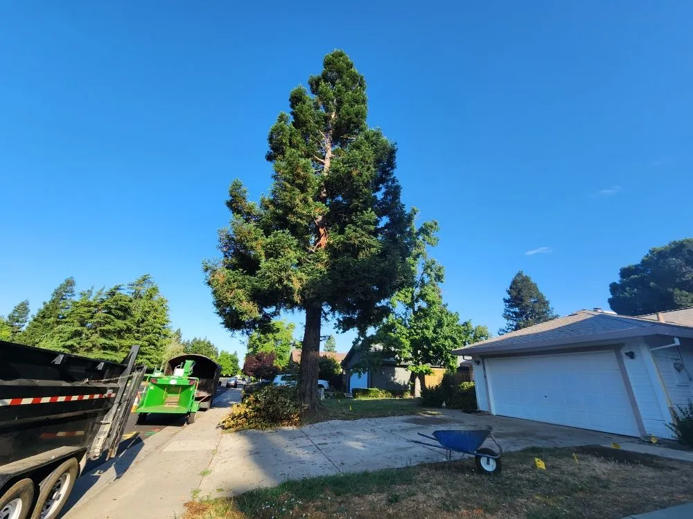 Expert landscape design for residential properties in Sacramento, CA by Matias tree service and landscape contractor