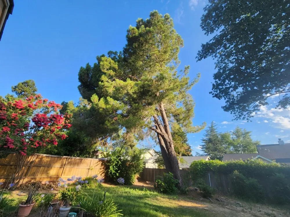 Trusted lawn mowing service in Sacramento, CA by Matias tree service and landscape contractor