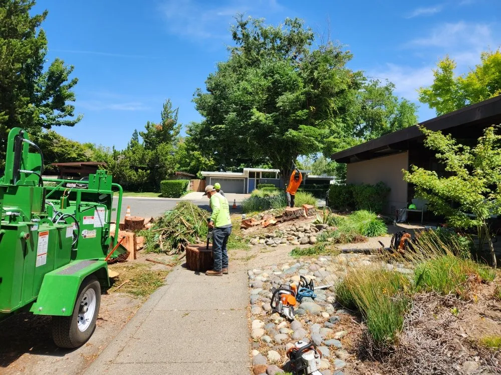 Local yard cleanup service experts serving Sacramento, CA - Matias tree service and landscape contractor