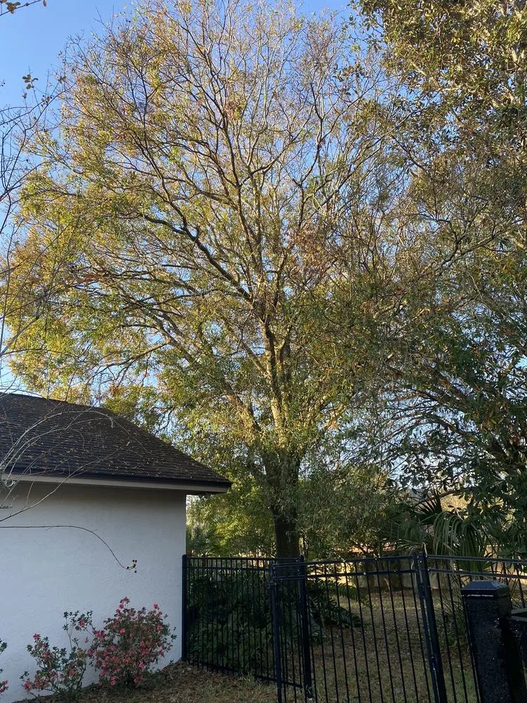 Top-rated landscape design for homes in Alafaya, FL by Matos Landscaping