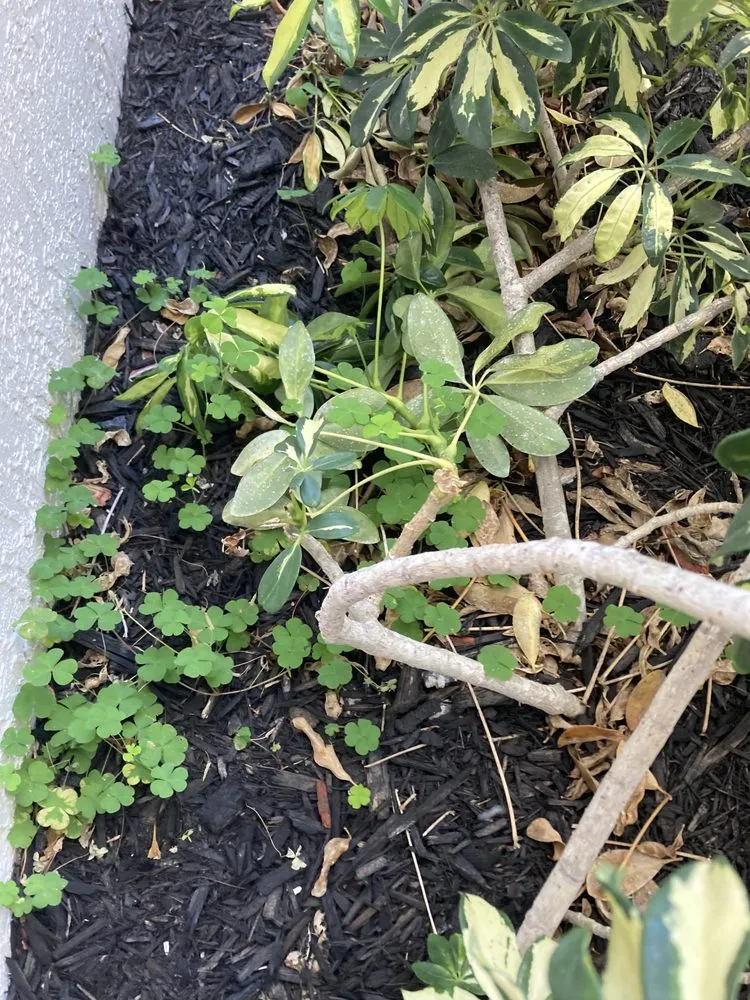 Professional outdoor landscaping for residential properties in Pompano Beach, FL by Matrix Pest Management