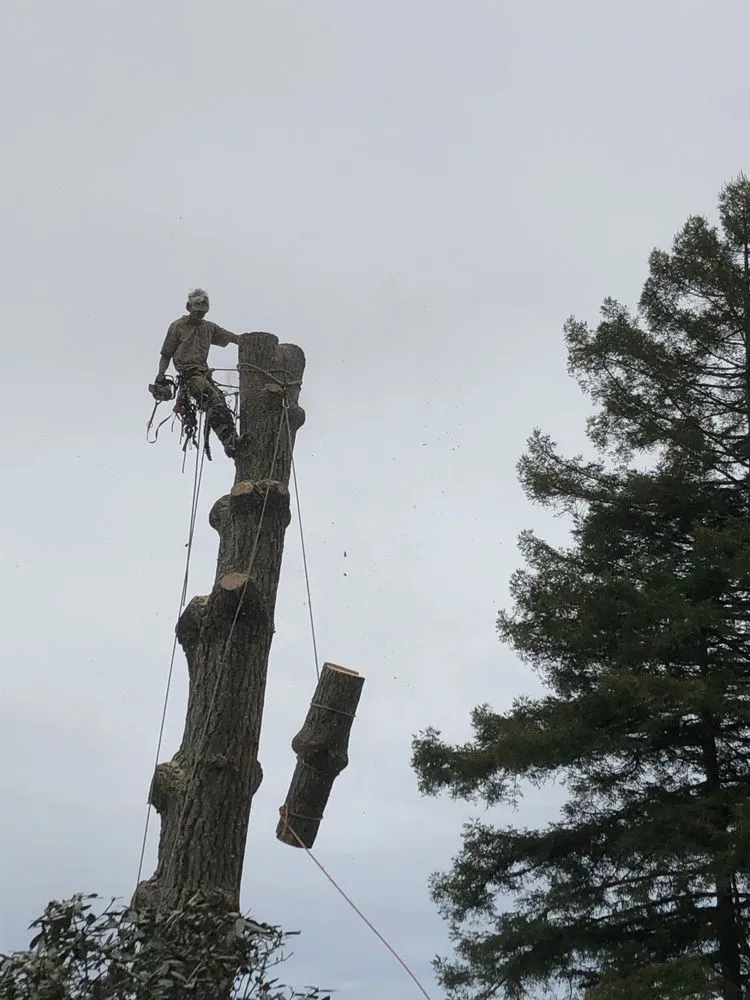 Affordable outdoor landscaping near you in Berkeley, CA by Matt Horn Landscaping and Tree Care
