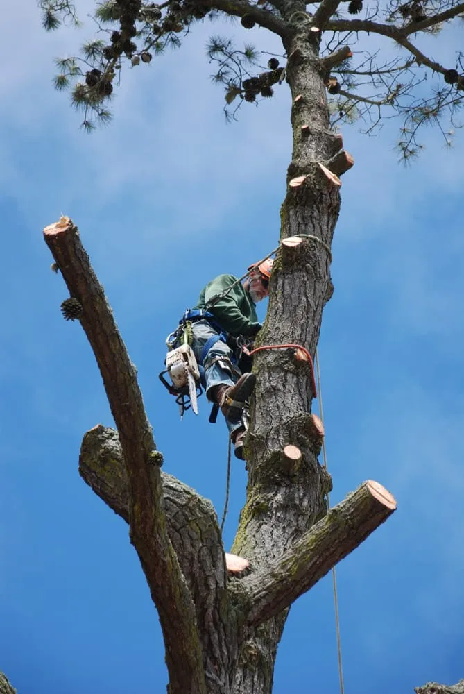 Local yard maintenance in Berkeley, CA - Matt Horn Landscaping and Tree Care