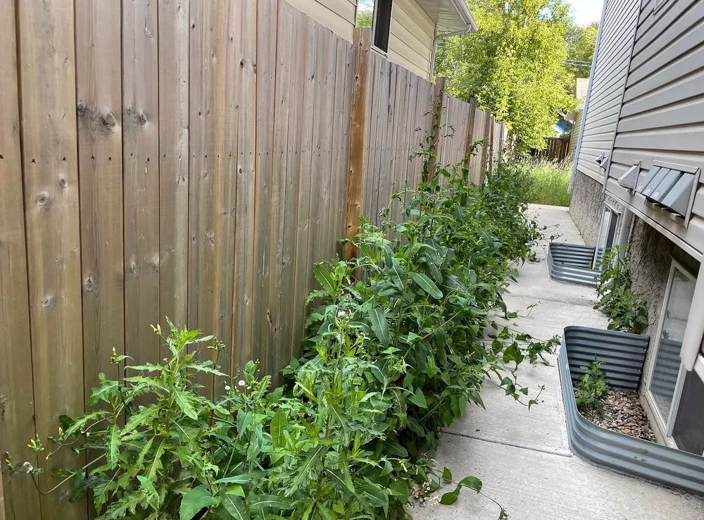 Affordable landscaping services in Boston, MA - Mattapan Lawn Services