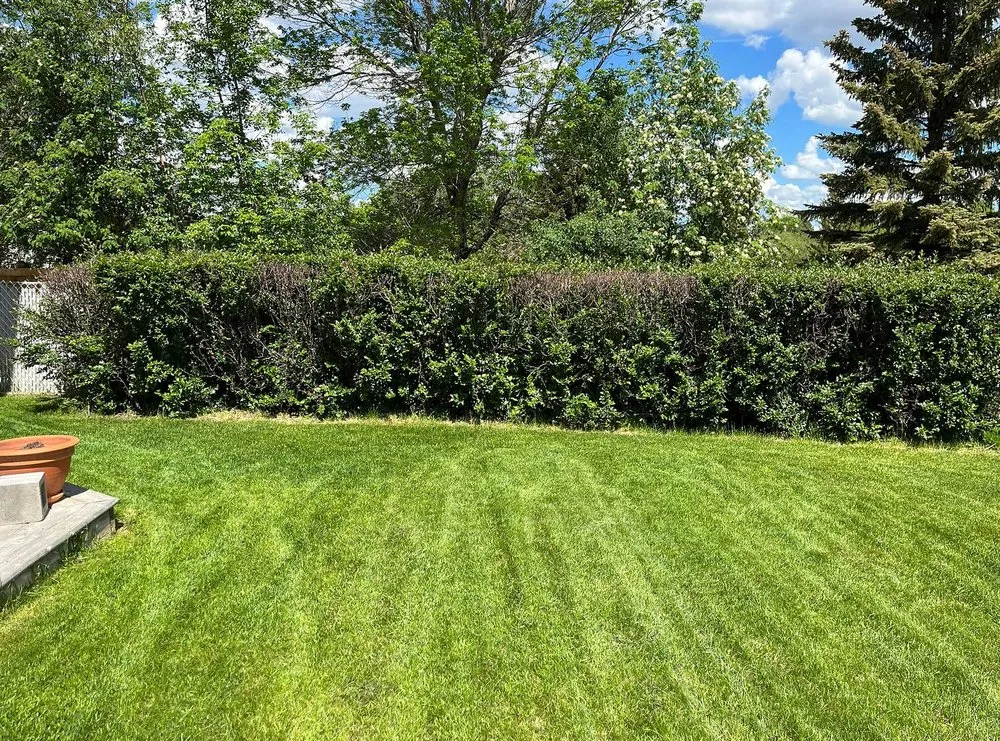 Expert yard maintenance for residential properties across Boston, MA - Mattapan Lawn Services