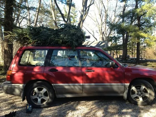 Mattern's Pine Ridge Nursery Logo