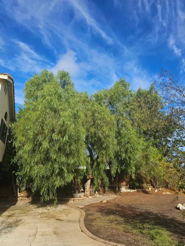 Top-rated residential landscaping near you across Riverside, CA - Matthew Landscaping & Tree Services