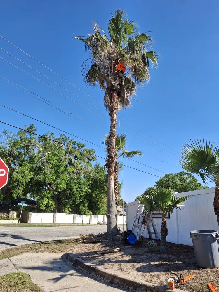 Top-rated outdoor landscaping in Plant City, FL by Matthew Landscaping