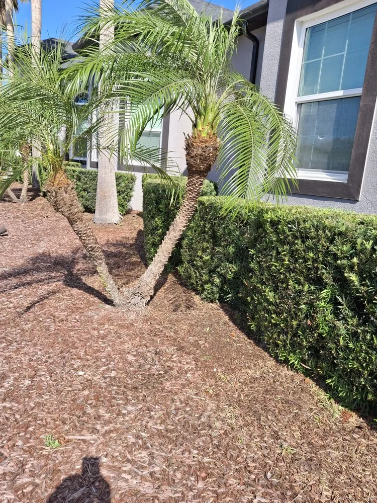 Trusted landscape installation for year-round maintenance in Plant City, FL by Matthew Landscaping