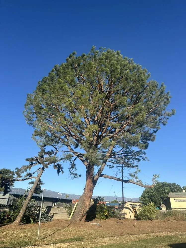 Reliable yard maintenance experts serving Riverside, CA - Matthew Tree Service