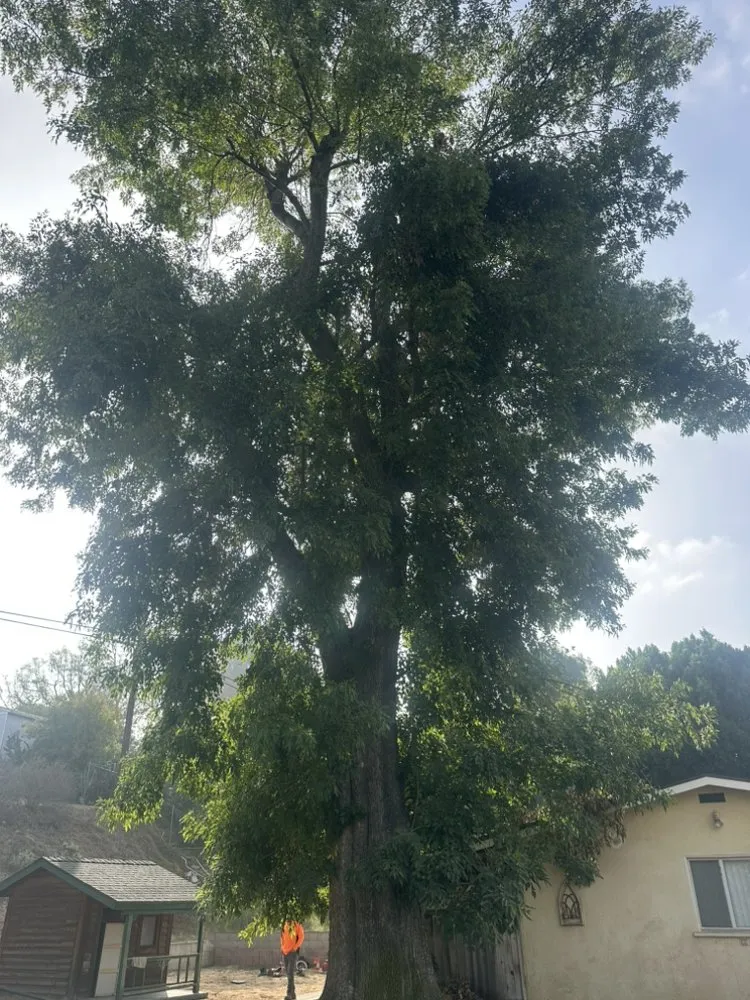 Local landscaping services for outdoor upgrades across Riverside, CA - Matthew Tree Service