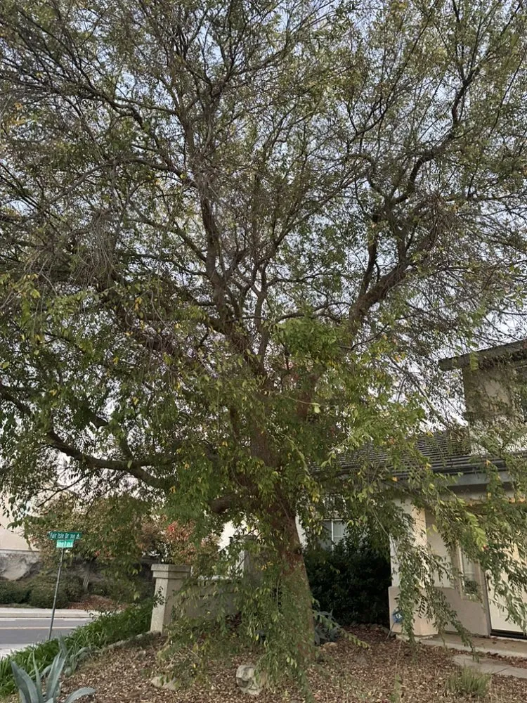 Expert yard maintenance in Riverside, CA - Matthew Tree Service