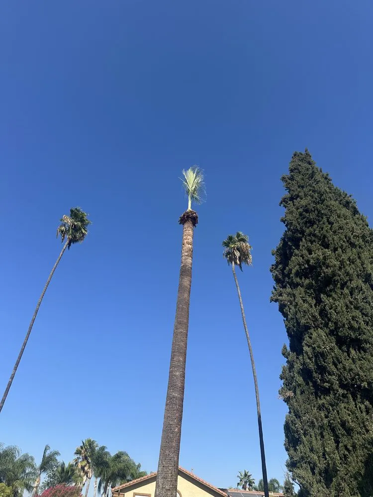 Affordable yard maintenance experts serving Riverside, CA - Matthew Tree Service