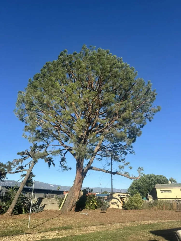 Professional landscape design for homes in Riverside, CA by Matthew Tree Service