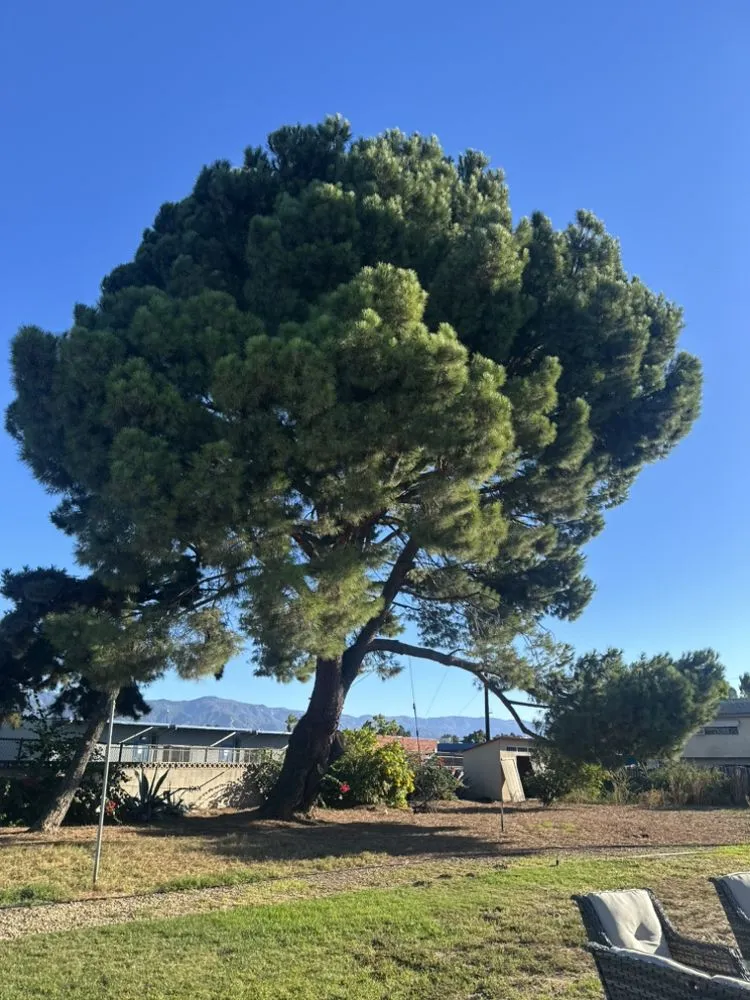 Local lawn care service for beautiful yards in Riverside, CA by Matthew Tree Service