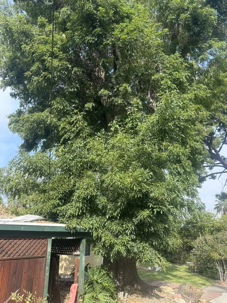 Expert outdoor landscaping experts serving Riverside, CA - Matthew Tree Service