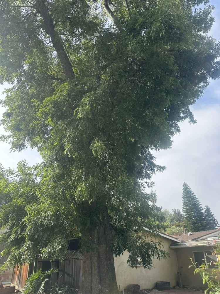 Expert outdoor landscaping near you across Riverside, CA - Matthew Tree Service